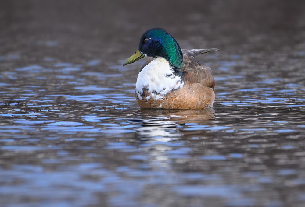 Domestic or Manky Mallard (hybrid)