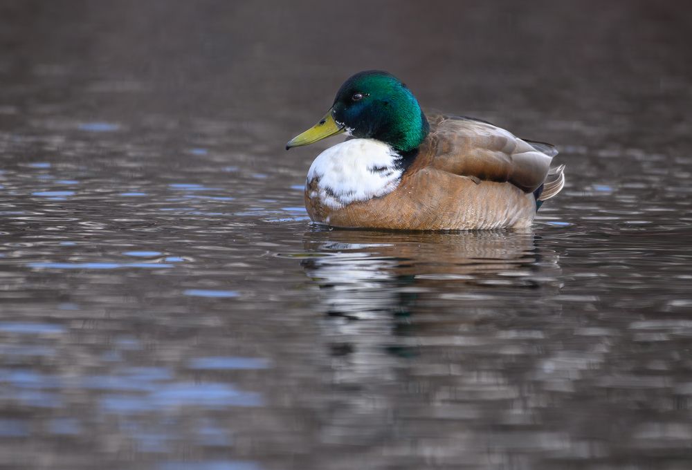 Domestic or Manky Mallard (hybrid)