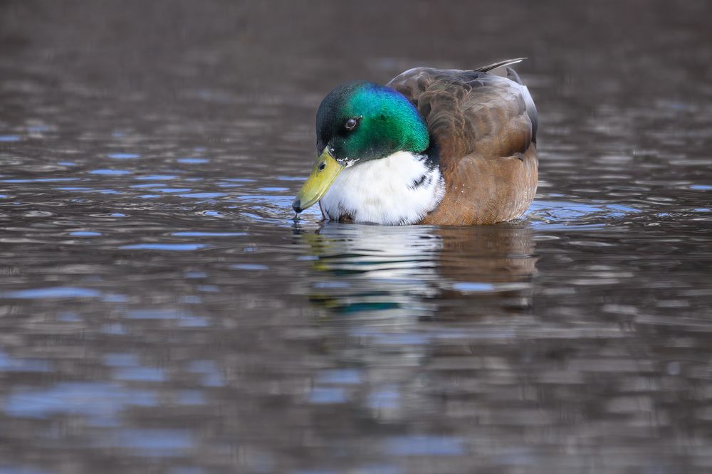 Domestic or Manky Mallard (hybrid)