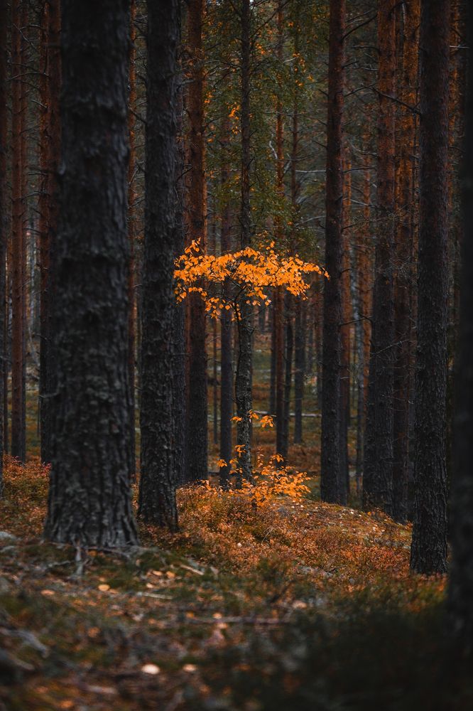 Осень в лесу