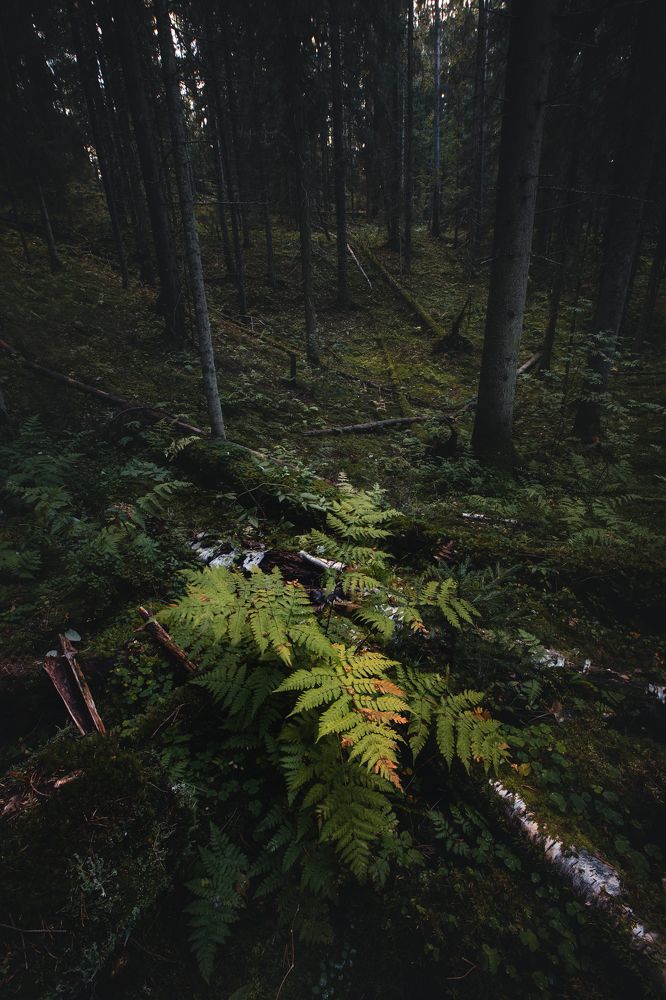 https://35photo.ru/photos_series_prev/481/2405659_320r.jpg