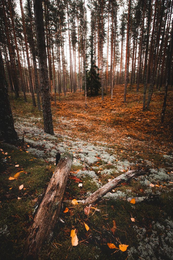 Осень в лесу