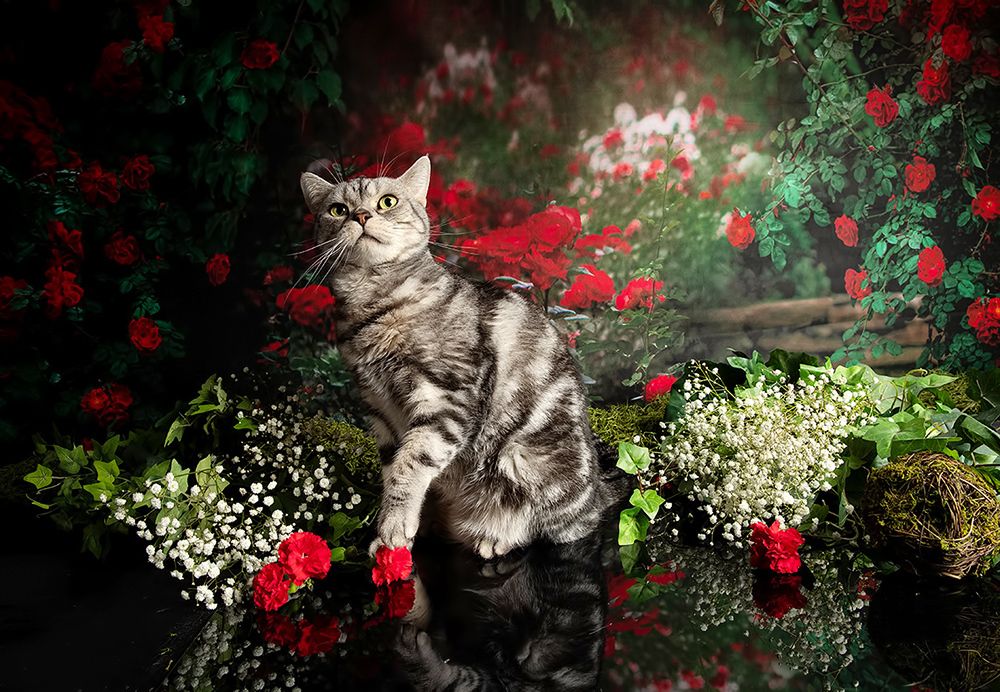 Маркиз в Красоте. Spring Time. American shorthair cat