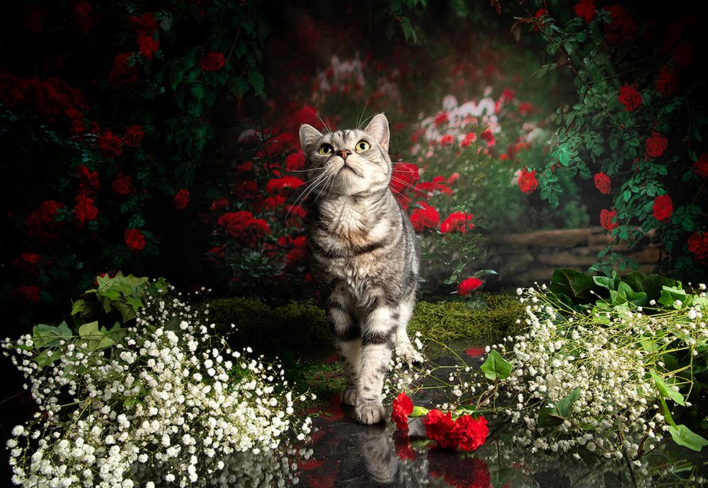 Маркиз в Красоте. Spring Time. American shorthair cat