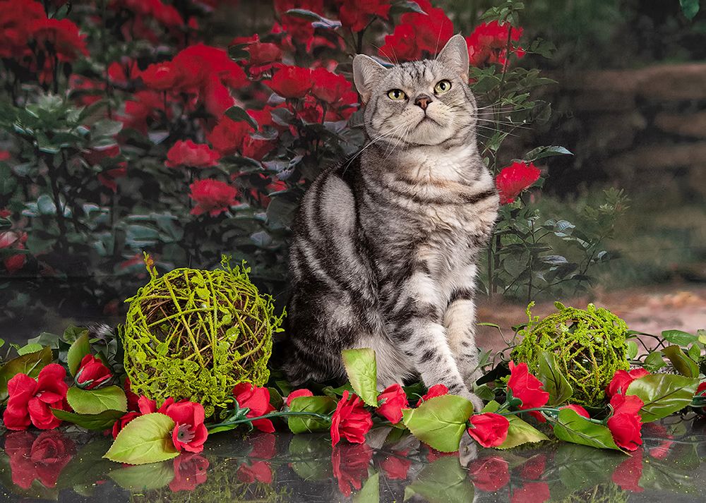 Маркиз в Красоте. Spring Time. American shorthair cat