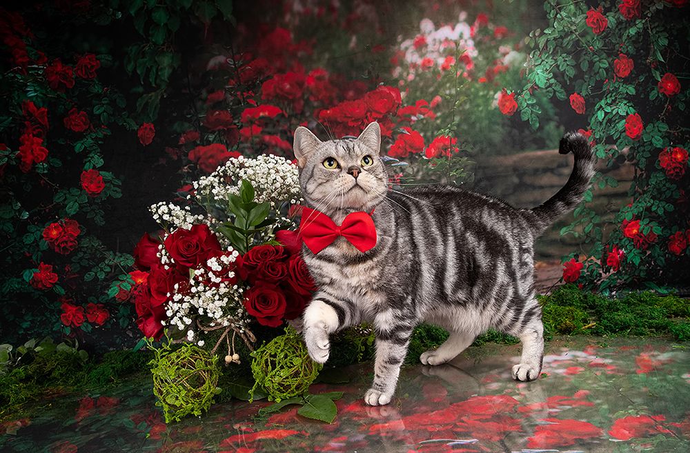 Маркиз в Красоте. Spring Time. American shorthair cat