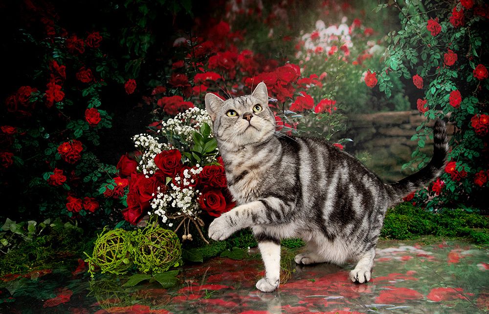 Маркиз в Красоте. Spring Time. American shorthair cat