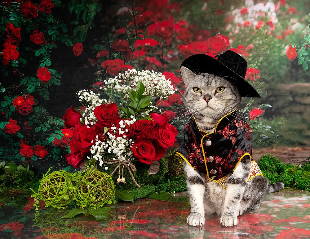 Маркиз в Красоте. Spring Time. American shorthair cat