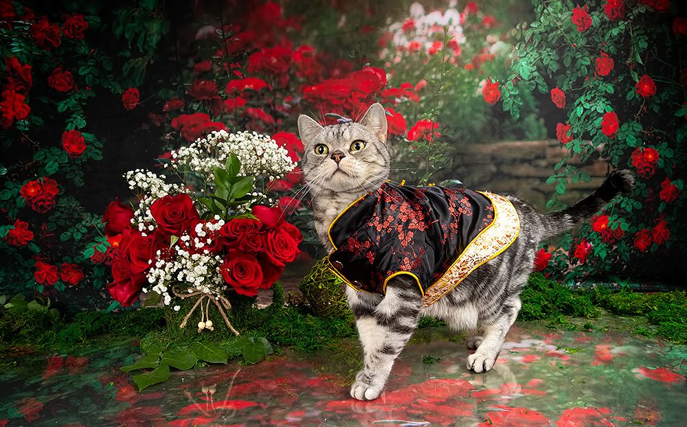 Маркиз в Красоте. Spring Time. American shorthair cat