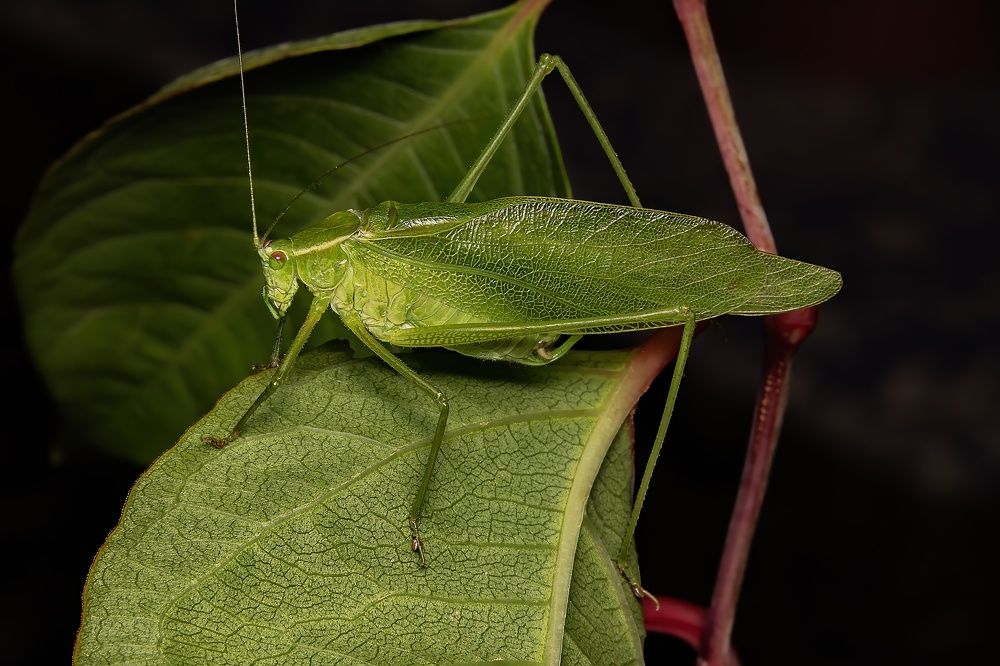 Northern bush katydid