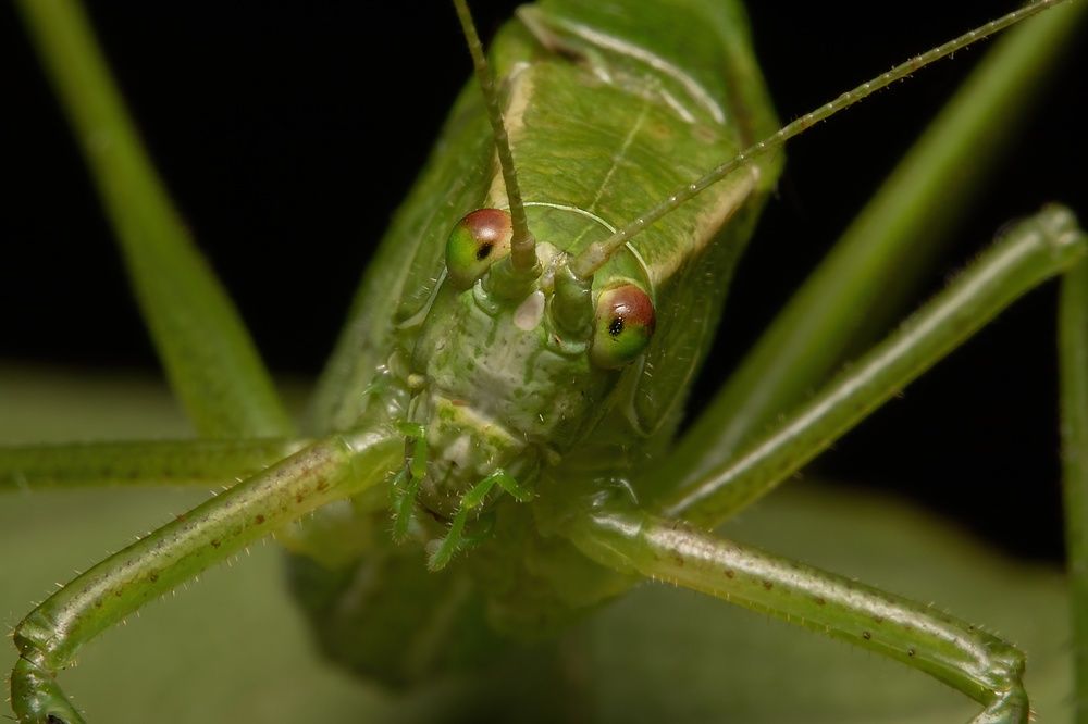 Northern bush katydid