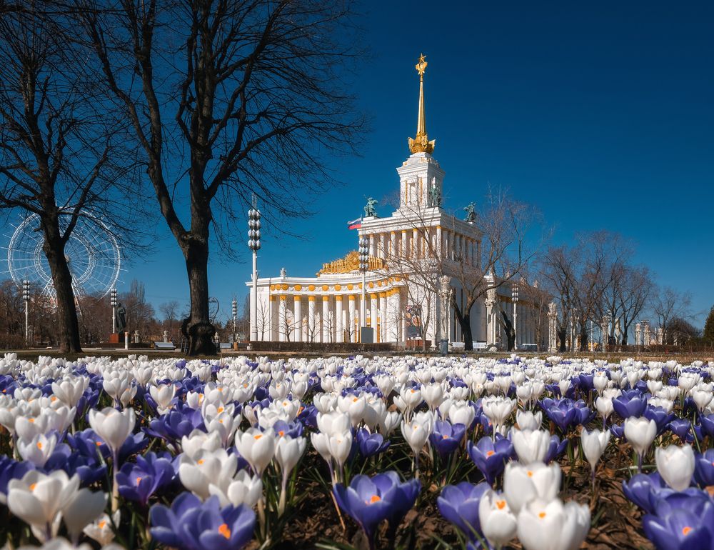Крокусы на ВДНХ