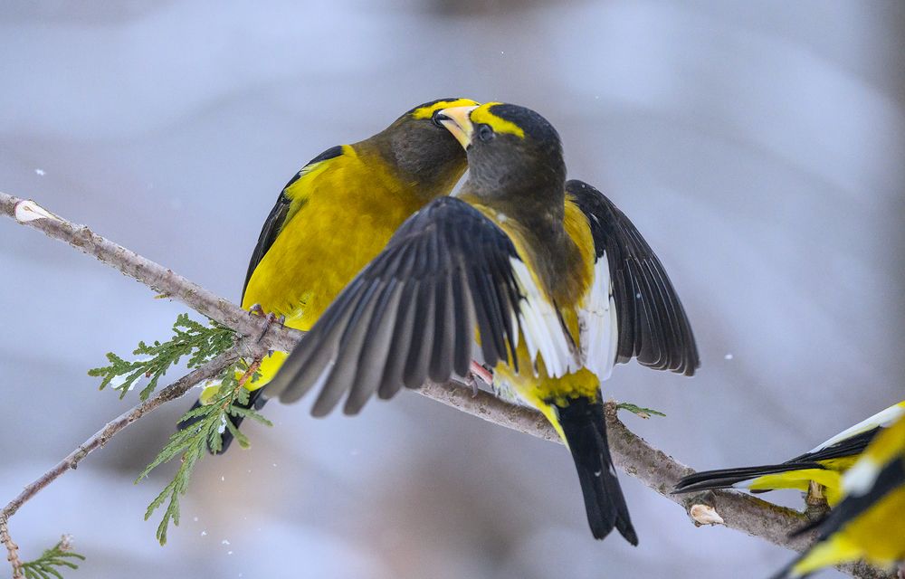 Evening grosbeak (male)