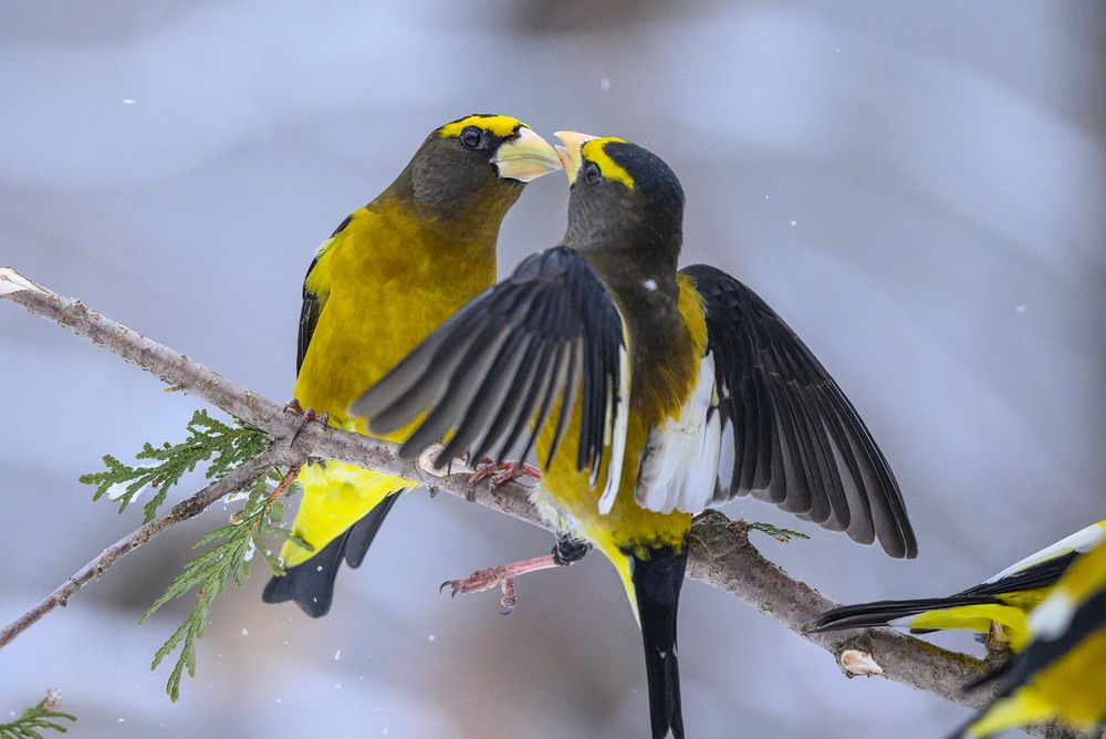 Evening grosbeak (male)