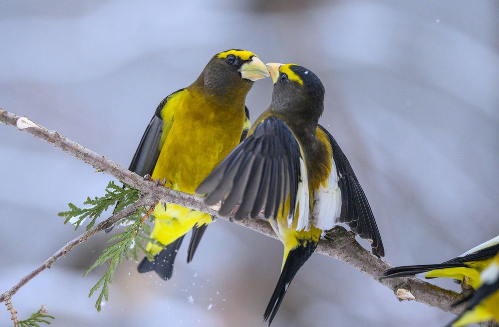 Evening grosbeak (male)