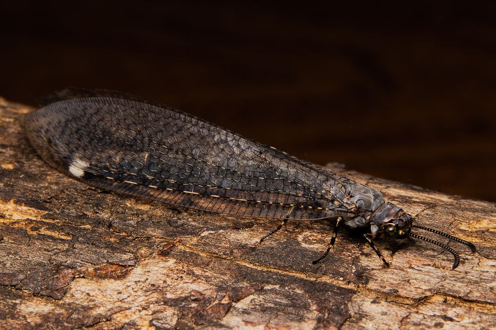 Antlion Adult Side