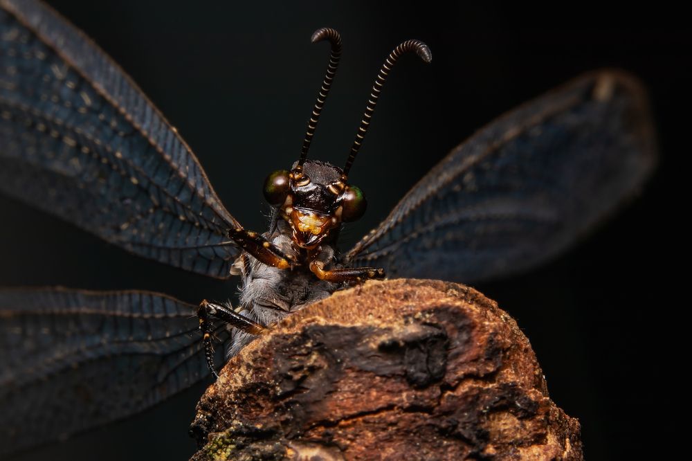Antlion Adult