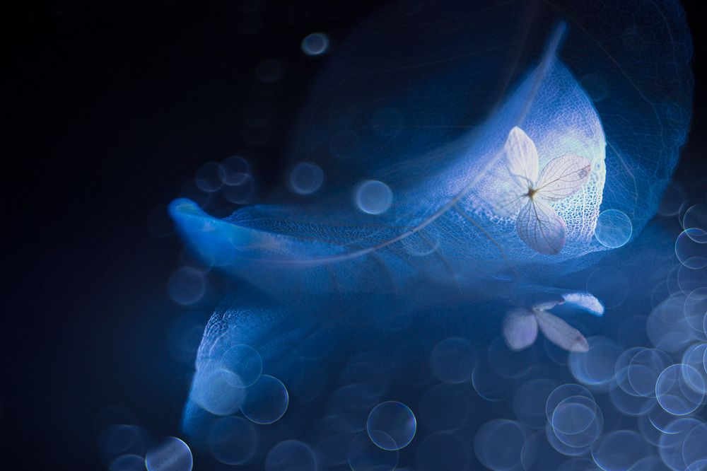 Fantasy of night