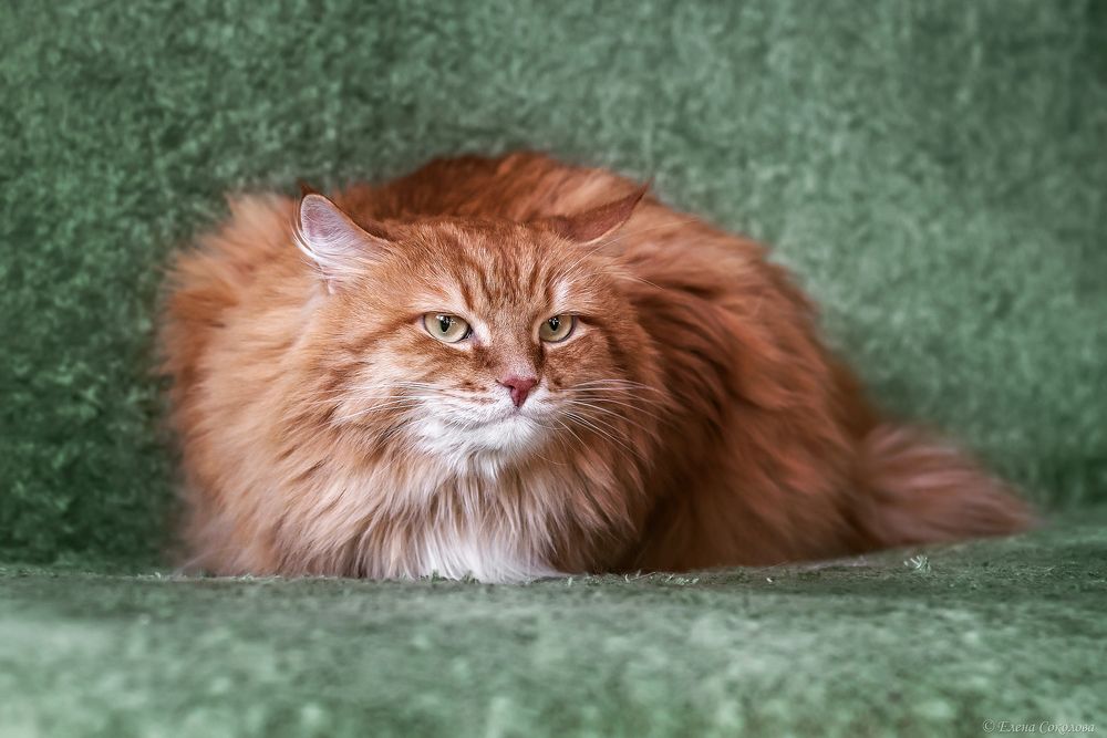 Котики