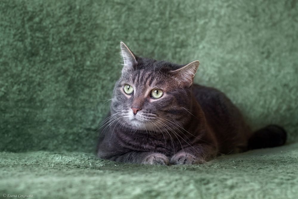 Котики