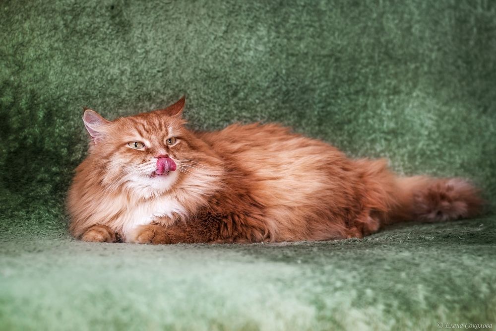 Котики