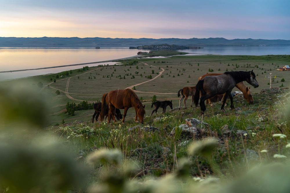 Байкальские лошадки
