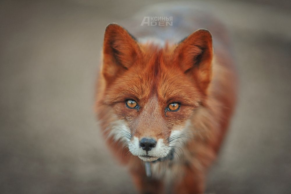 Photo 2407831