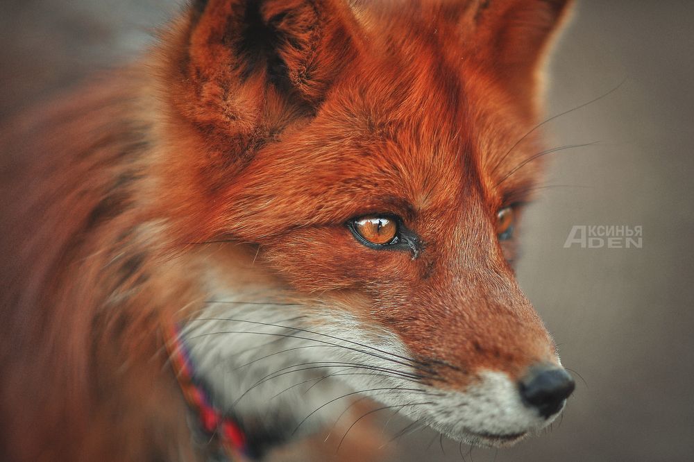Photo 2407832
