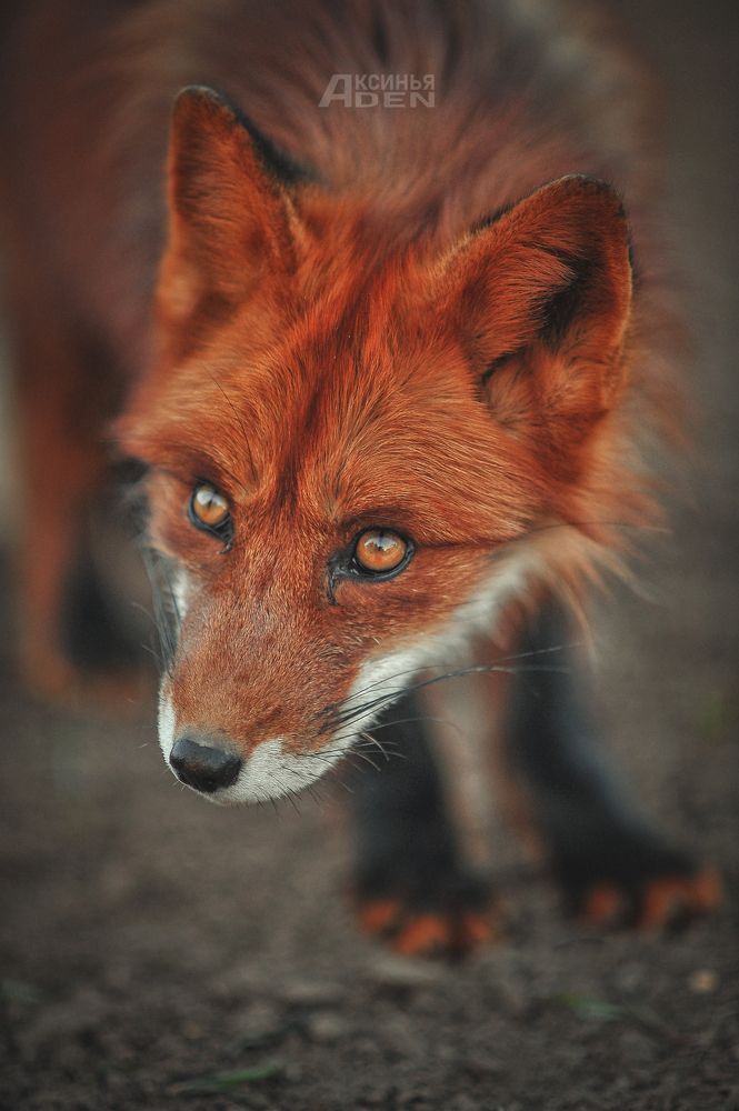 Photo 2407833