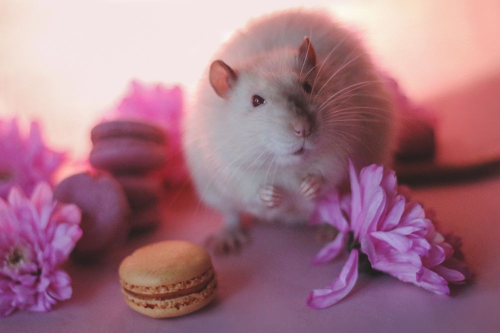 Spring mood