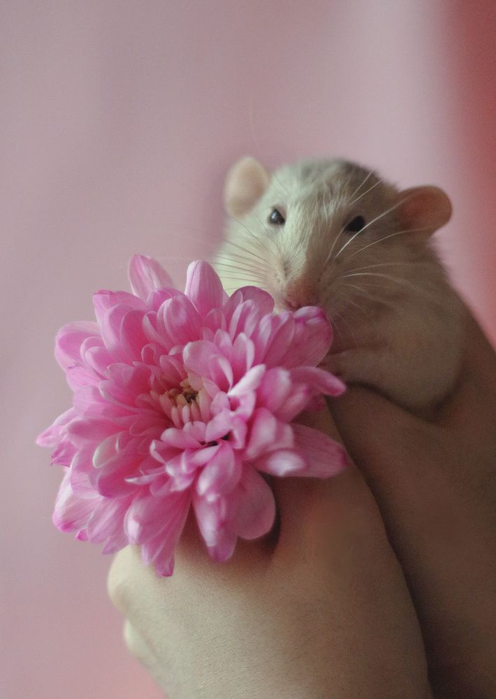 Spring mood