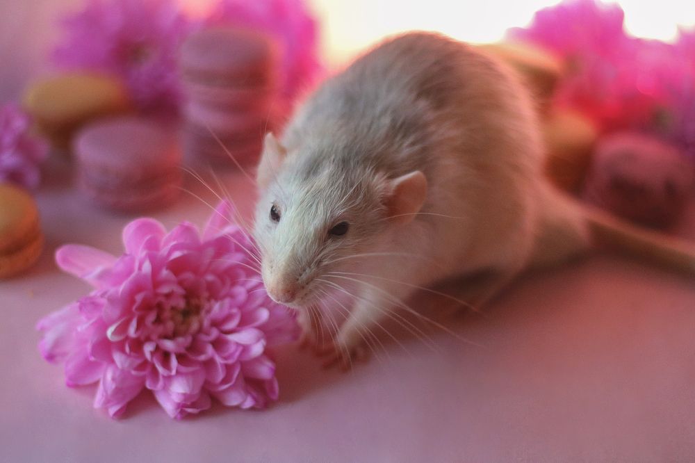 Spring mood