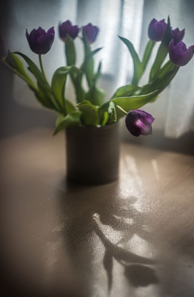 Tulips