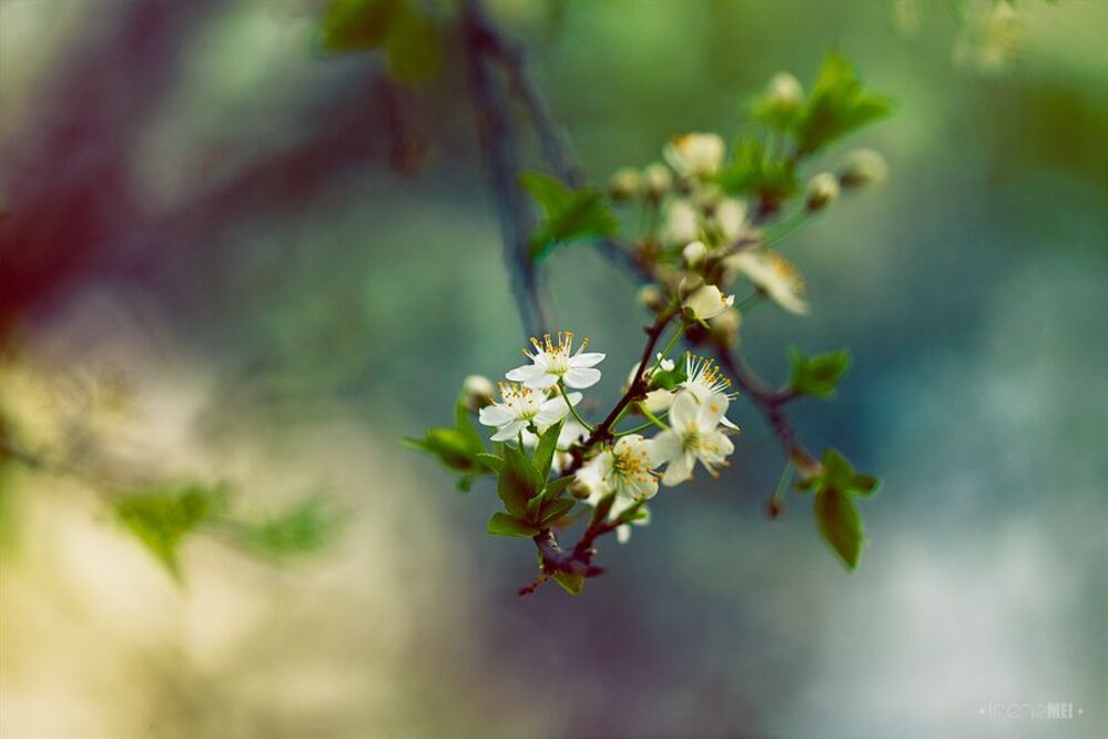 Blossoms