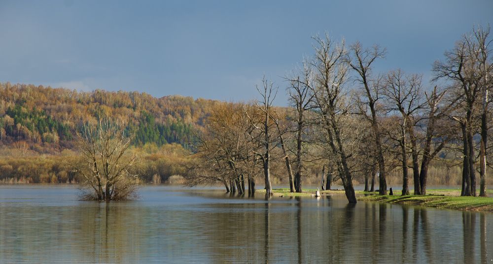 Дубы, сосны и вода.