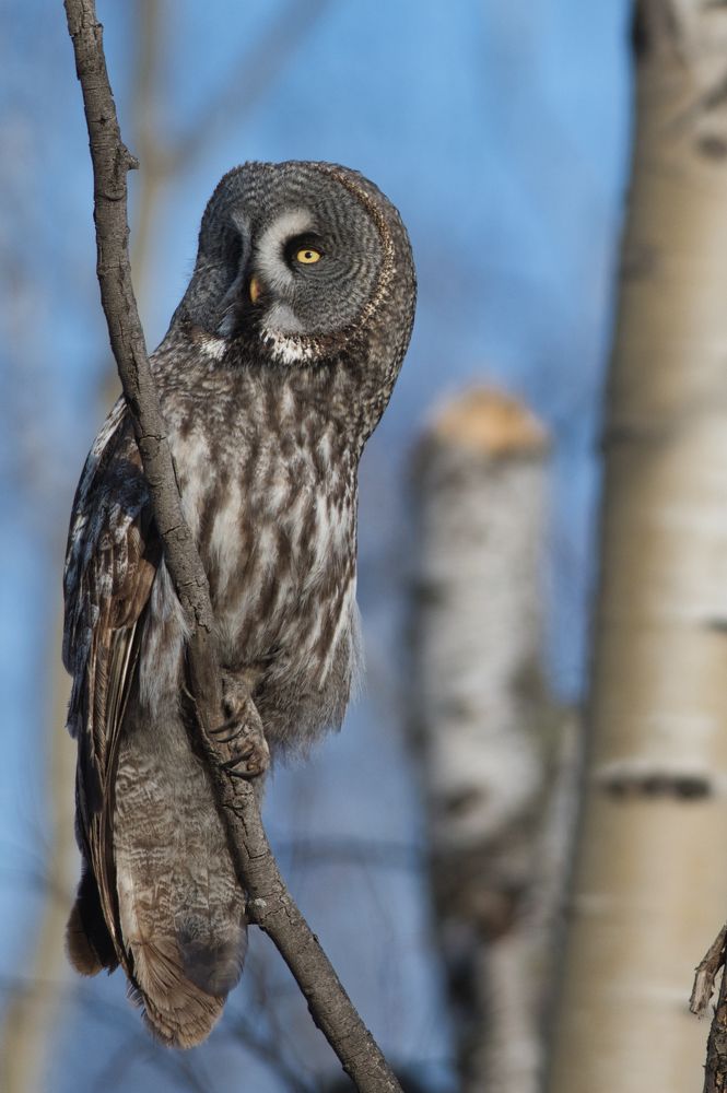 Бородатая неясыть-Great Grey Owl
