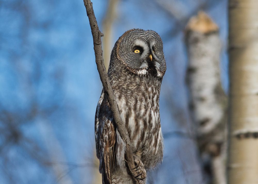 Бородатая неясыть-Great Grey Owl