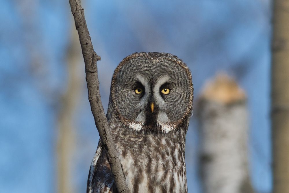 Бородатая неясыть-Great Grey Owl