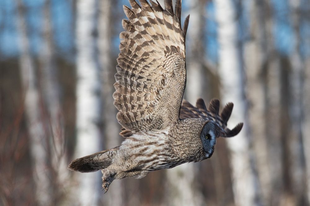 Бородатая неясыть-Great Grey Owl