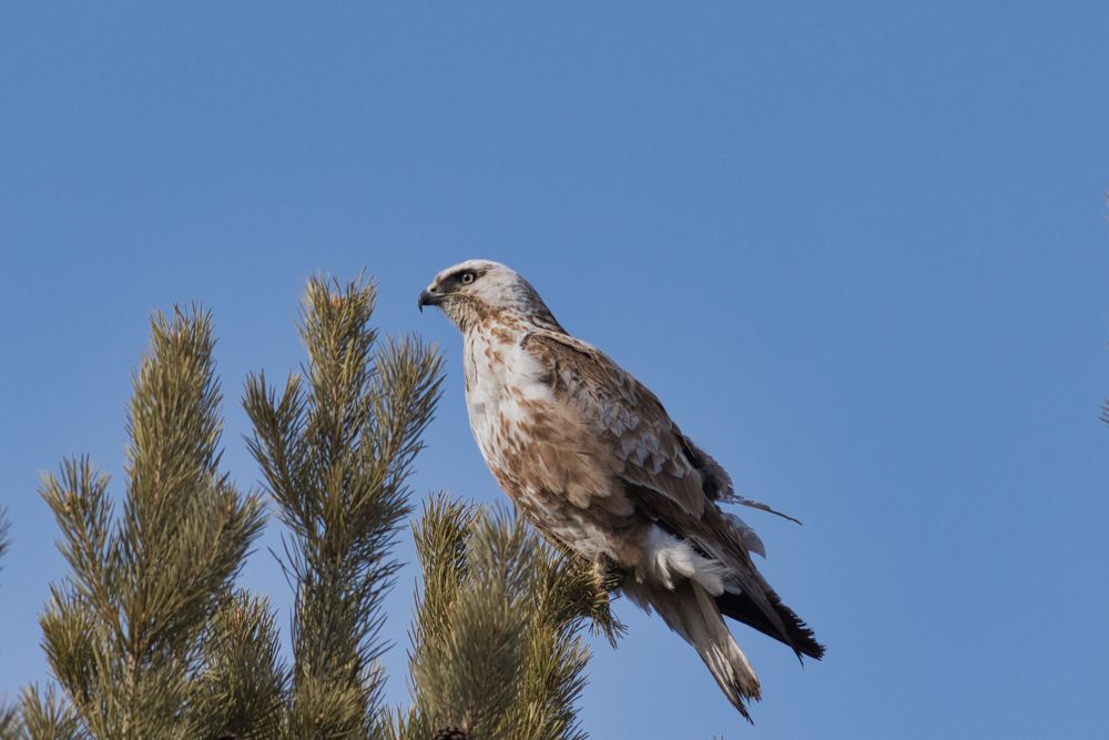 Мохноногий курганник-Upland Buzzard