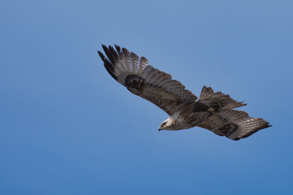Мохноногий курганник-Upland Buzzard
