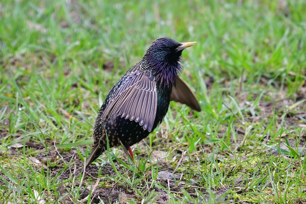 Photo 2410356