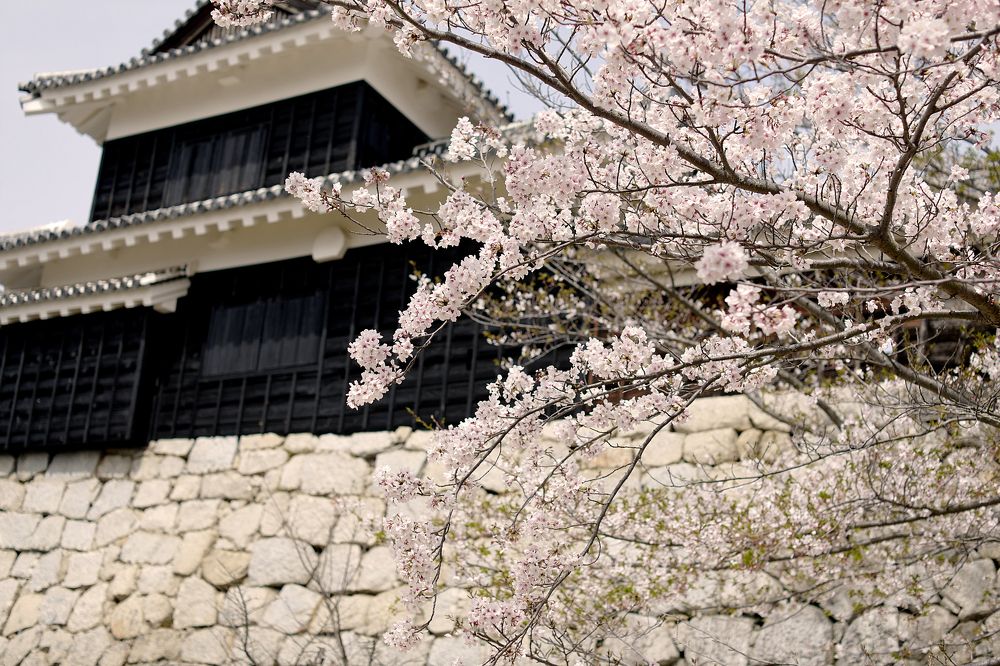 Sakura Time