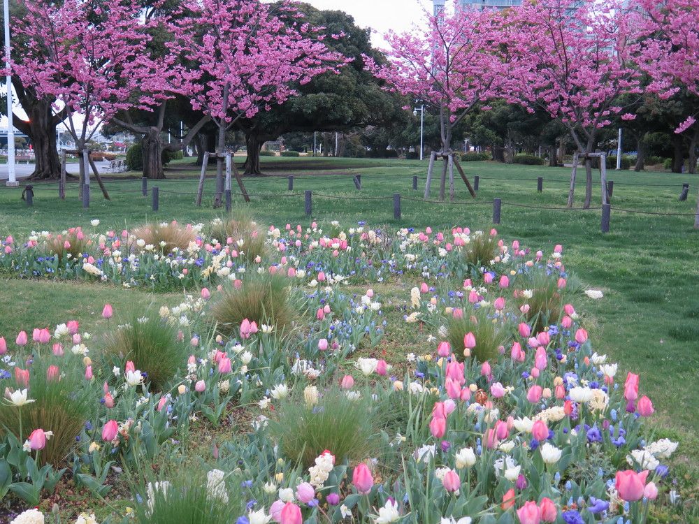 Sakura Time