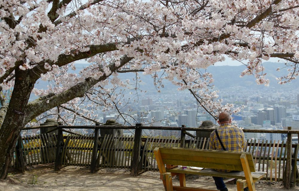 Sakura Time