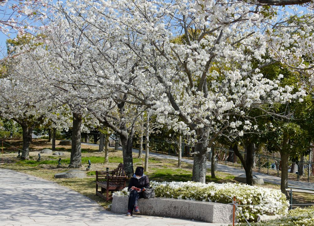 Sakura Time