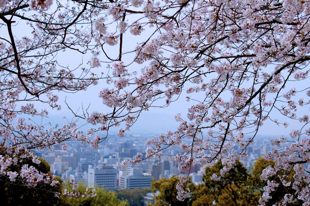 Sakura Time