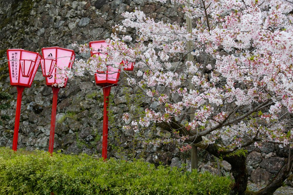 Sakura Time