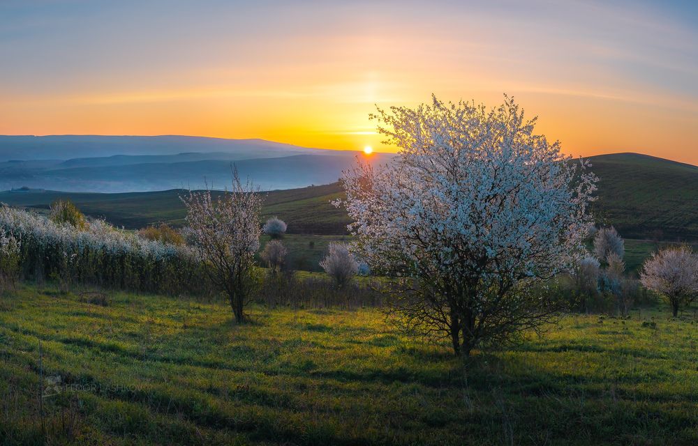 Запах цветения