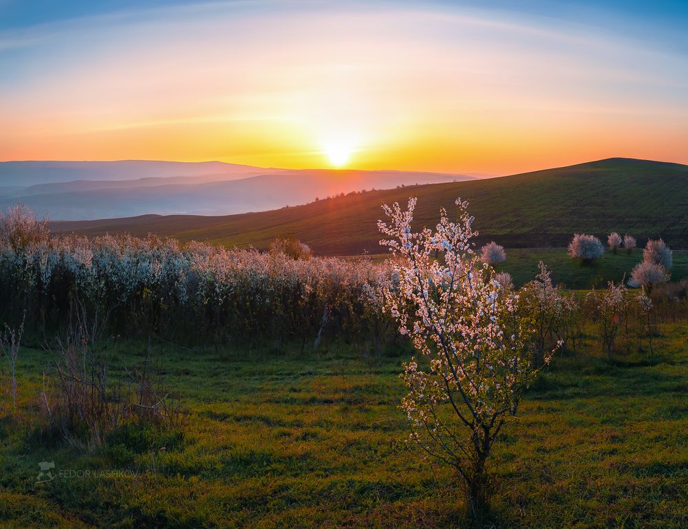 Запах цветения